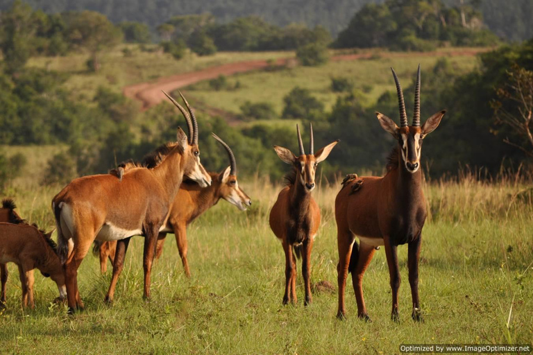 Visite d'une jounée des collines de Shimba avec le sentier naturel de Shifoga