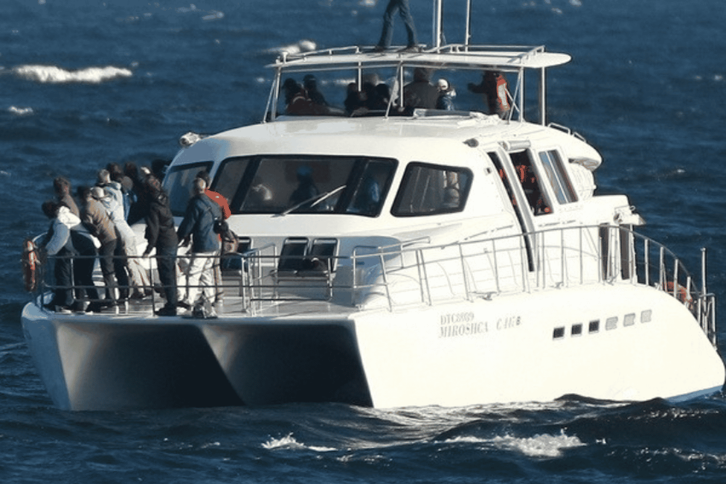 From Cape Town: Full-Day Hermanus Whale Watching Tour - Group Tour