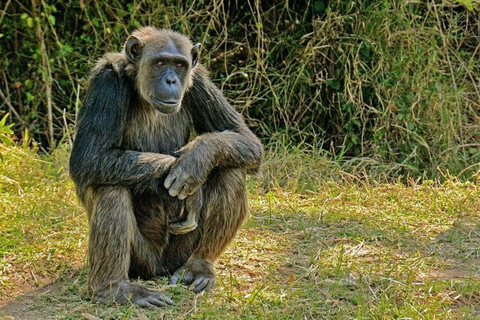 Nairobi: Ol Pejeta Conservancy 2-Day Safari with Meals Private day tour to Ol Pejeta Wildlife Conservancy