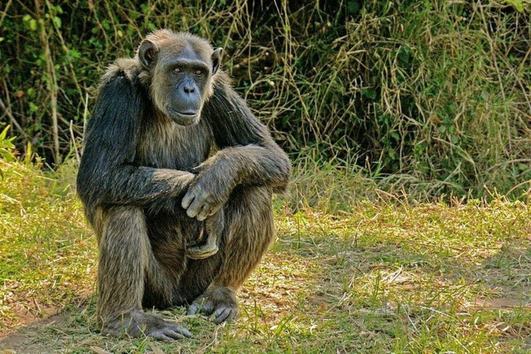 Nairobi: Ol Pejeta Conservancy 2-Day Safari with Meals Private day tour to Ol Pejeta Wildlife Conservancy