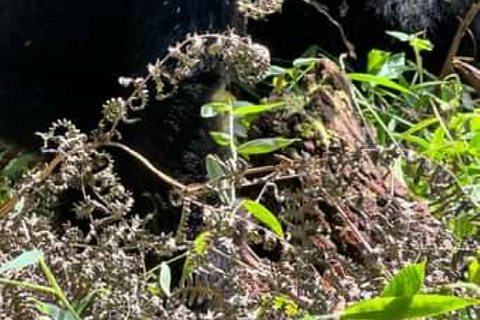 恩甘巴岛黑猩猩保护区一日游