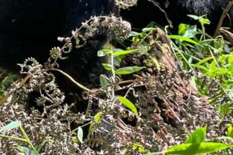 恩甘巴岛黑猩猩保护区一日游