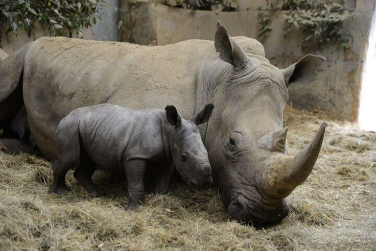 Depuis Nairobi : Excursion d&#039;une journée dans la réserve naturelle d&#039;Ol Pejeta