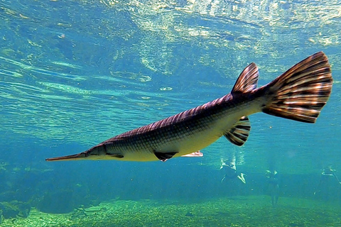 Orlando: Blue Springs Manatee Kayak Tour
