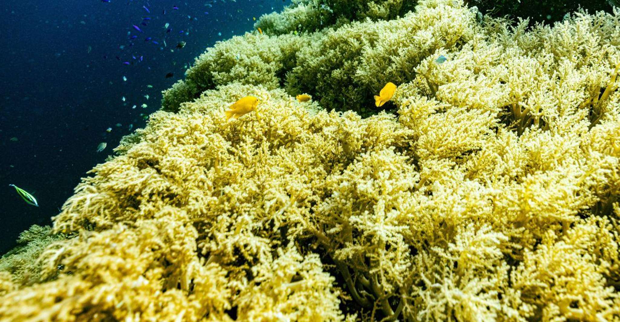 Panglao, Napaling Reef y Sardinas Freediving Experience - Hizvo