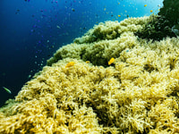Panglao, Napaling Reef et Sardines Expérience de plongée libre - Hizvo