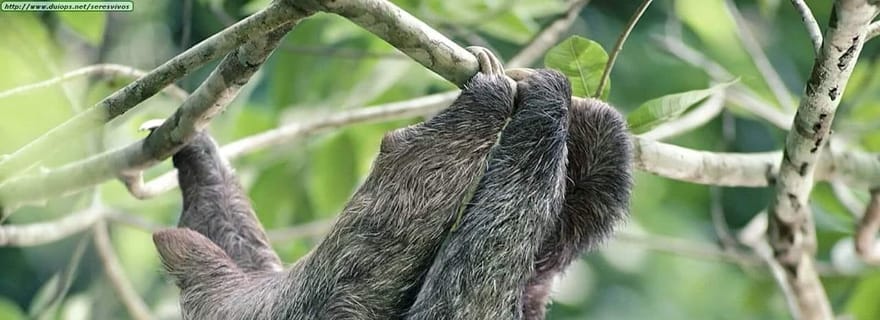 Combo forêt tropicale : chocolat, paresseux et nature
