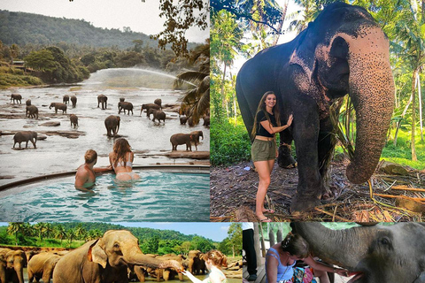 Kandy To Pinnawala Elephant Orphanage Private Tour