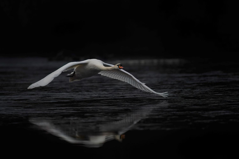 Atelier de photographie animalière pour débutantsAtelier de groupe pour débutants en photographie de la faune et de la flore