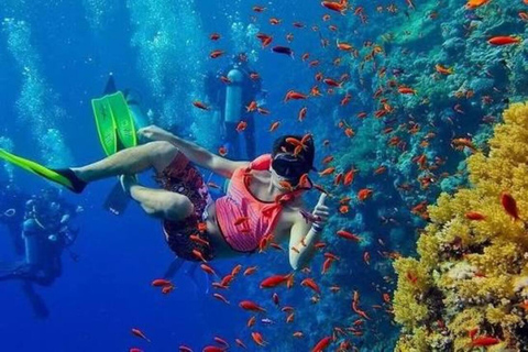 Zanzibar: Mnemba Snorkeling & Sea Turtle Swim Private Tour with Hotel Pickup and drop-off