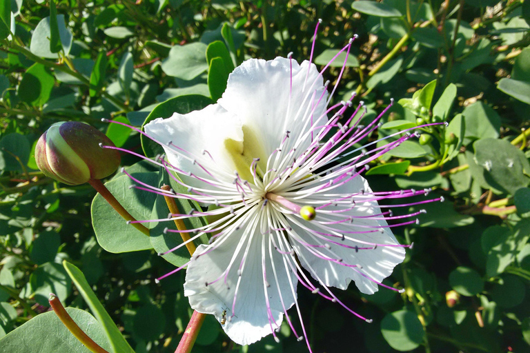 Salina Capers Erfahrung