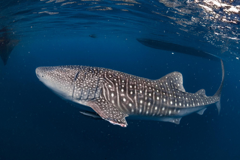 Whale Shark Snorkeling in La Paz, BCS.