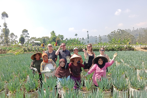 Vulcano, sorgenti calde, bagni di fango e tour del tè: tutto inclusoGiro aperto