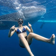 Cebu: Gentle Giants, Tumalog Falls & Simala Shrine Escape Cebu: Gentle Giants, Tumalog Falls & Simala Shrine Escape