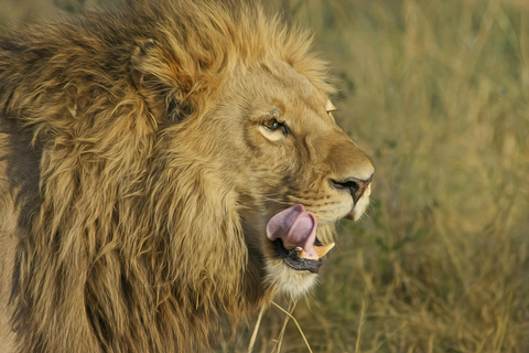 Halbtägige Pirschfahrt im Nairobi National Park mit Abholung