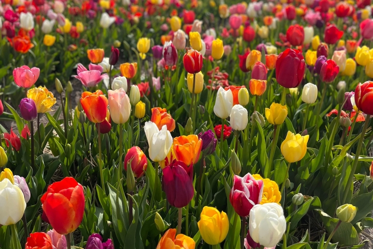 Amsterdam: Keukenhof y Campos de Tulipanes Excursión de un día en privado