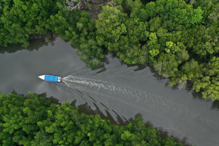 Signature Mangrove Discovery Boat Tour - 4 hours (Shared)