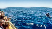 Azzorre, Whale Watching e Islet Boat Tour - Housity