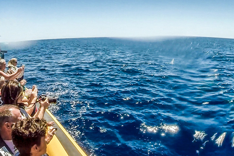 Azores: avistamiento de ballenas y tour en barco al islote