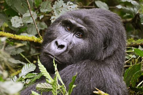 5 giorni di Parco nazionale dei Gorilla, del Lago Bunyoyi e del Lago Mburo