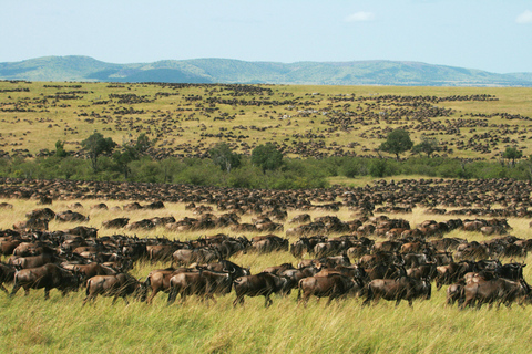 Nairobi: 6Days Maasai Mara, Nakuru and Amboseli Group Safari Accomodation Upgrade