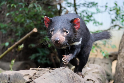 Brisbane: Lone Pine Koala Sanctuary Day Pass