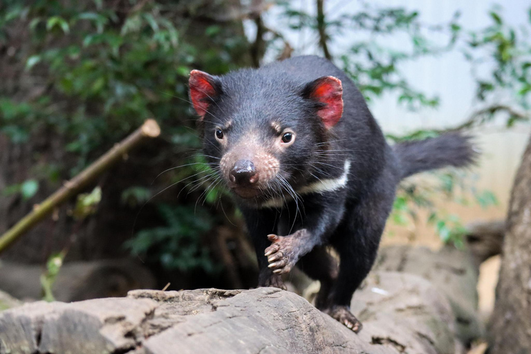 Brisbane: Lone Pine Koala Sanctuary Day Pass