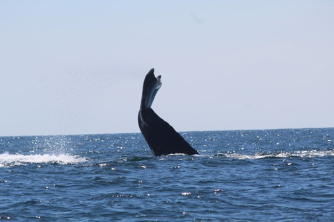 Zihuatanejo: Whale Encounter Experience