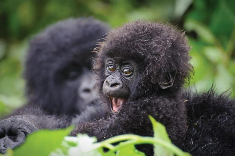 Excursion d&#039;une journée à Gorilla Trekking avec déjeuner