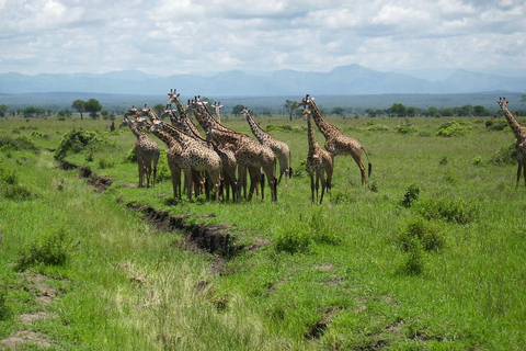 EXCURSION D&#039;UNE JOURNÉE DANS LE PARC NATIONAL DE MIKUMI DEPUIS ZANZIBAR