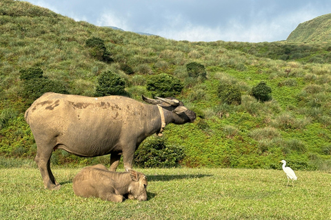 Taipé: Excursão a pé por Yanmingshan - Prados de Qingtiangang