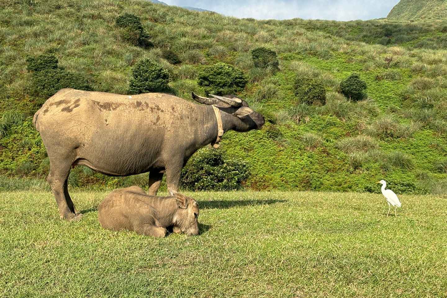 Taipei: Yanmingshan walking tour - Qingtiangang Grassland - Taipei: Yanmingshan walking tour - Qingtiangang Grassland