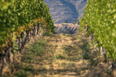 Oliver: Oliver Full Day Guided Wine Tour Oliver Full Day Guided Wine Tour