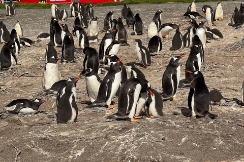 Ushuaia: Martillo Island Full-Day Tour – Walk Among Penguins
