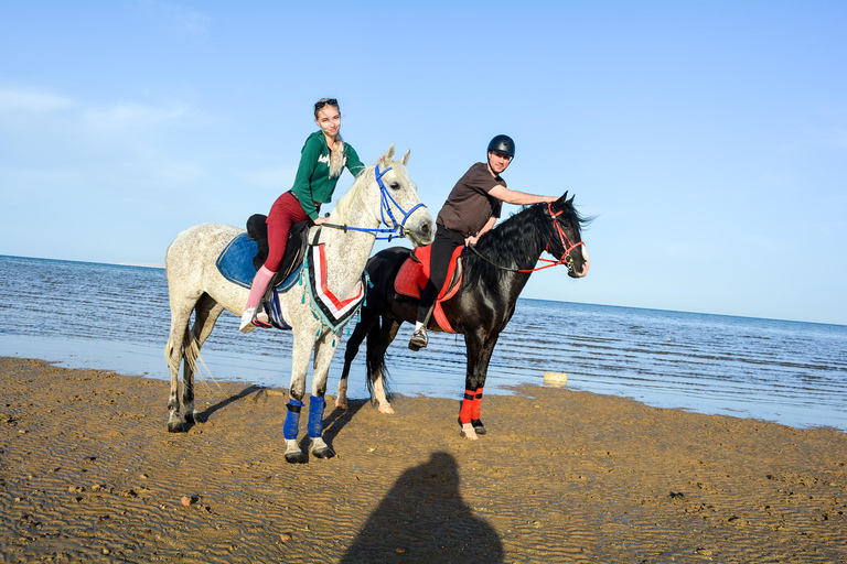 Hurghada: Swimming & Horse riding with FREE Photos & Videos 2-Hour Horse Swimming & Photos with Transfer
