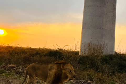 Nairobi Park Safari, Sheldrick's Orphanage & Giraffe Center Shared Drive in Open-Roof Van Game Drive