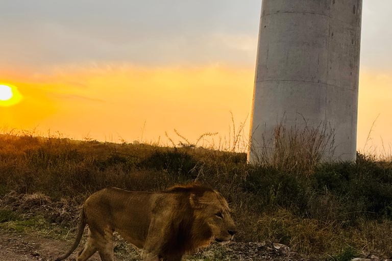 Nairobi Park Safari, Sheldrick's Orphanage & Giraffe Center Shared Drive in Open-Roof Van Game Drive