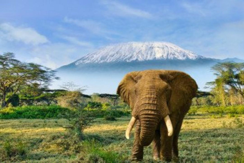 From Nairobi: 8-Day Mara, Nakuru, Naivasha & Amboseli Safari
