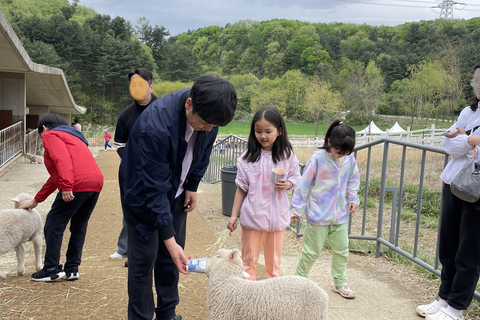 Gyeonggi: Alpaca & Sheep Ranch Admission Ticket in Gapyeong