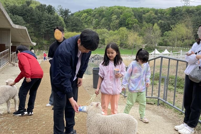 Gyeonggi: Alpaca & Sheep Ranch Admission Ticket in Gapyeong
