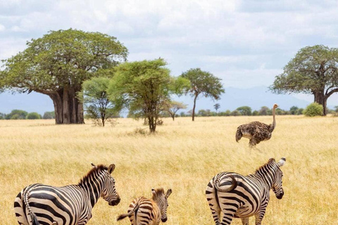 Zanzibar: A Day Trip to Mikumi National Park from Zanzibar