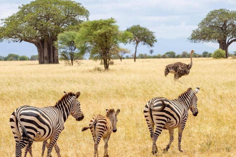 Zanzibar : Excursion d'une journée au parc national de Mikumi depuis Zanzibar