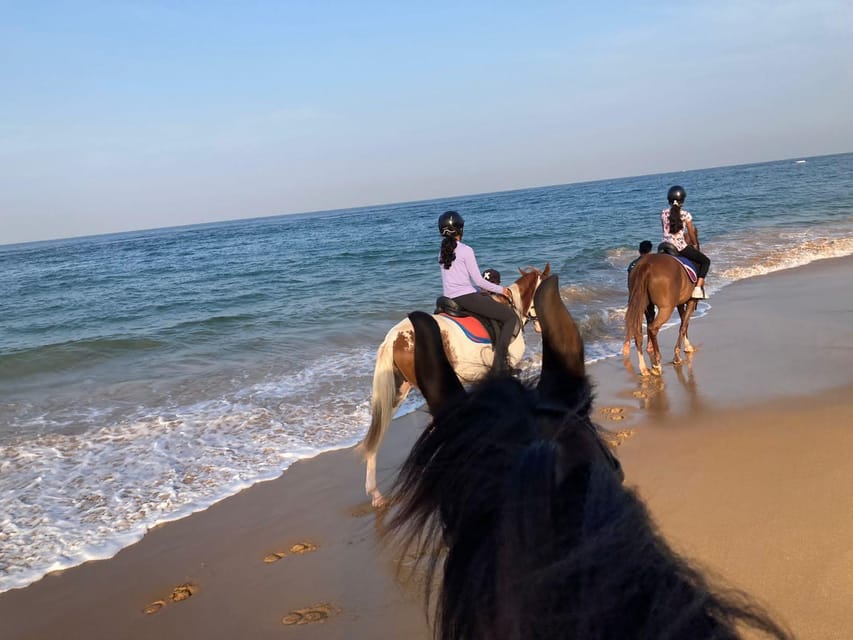 Horse Riding in Port City GetYourGuide