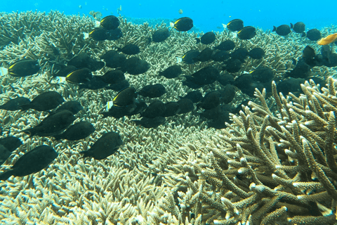 Sanur : Snorkeling at Sanur Coastal Area Sanur : Snorkeling