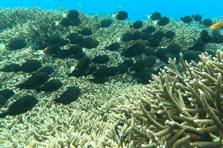 Sanur : Snorkelen bij de kust van SanurSanur : Snorkelen