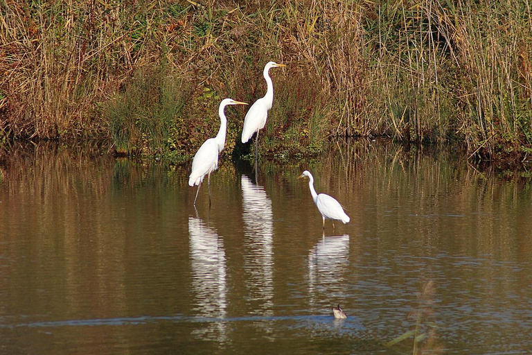 Uma excursão de um dia ao Santuário de Pássaros de Bharatpur saindo de Agra.