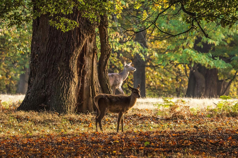 Windsor UK : Visite à pied gratuite de Windsor