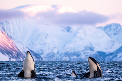 From Tromsø: Whale watching safari to Skjervøy