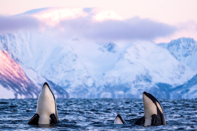 From Tromsø: Whale watching safari to Skjervøy