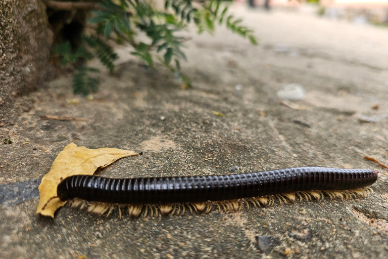 Santuario de My Son y Senderismo de Montaña - PeregrinaciónMi hijo Santuario Viaje de madrugada